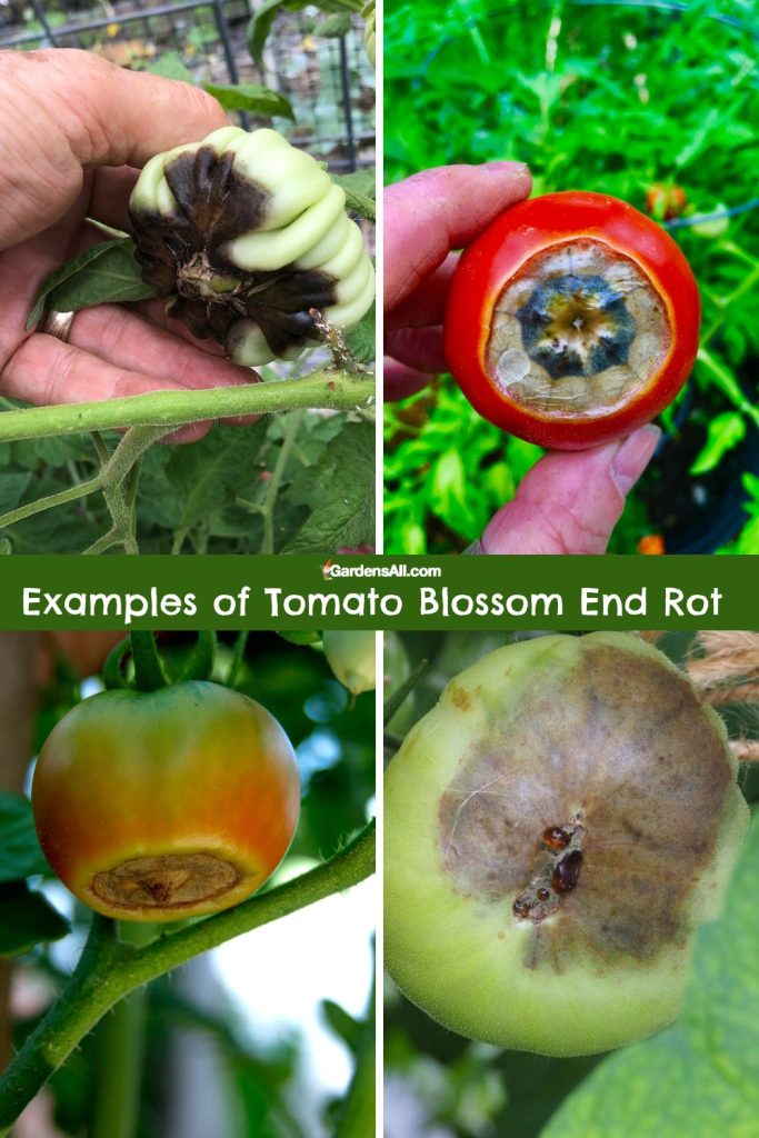 How To End Tomato Blossom End Rot Don't Panic! GardensAll
