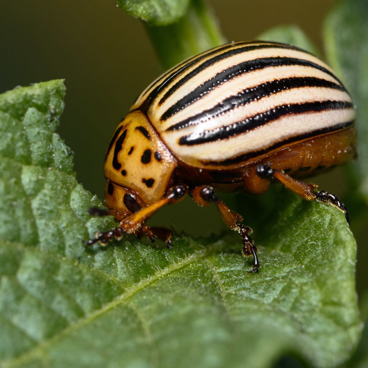 How to Get Rid of the Potato Beetles Naturally GardensAll