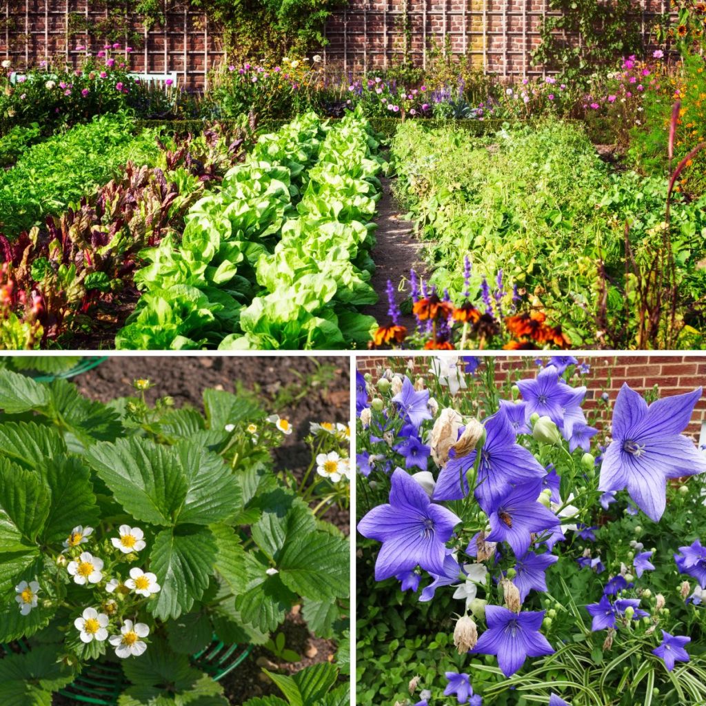 Wondering What to Plant in July? Here are Some Ideas GardensAll