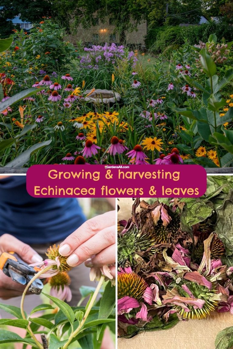 When and How to Harvest Echinacea Flowers, Leaves & Roots GardensAll