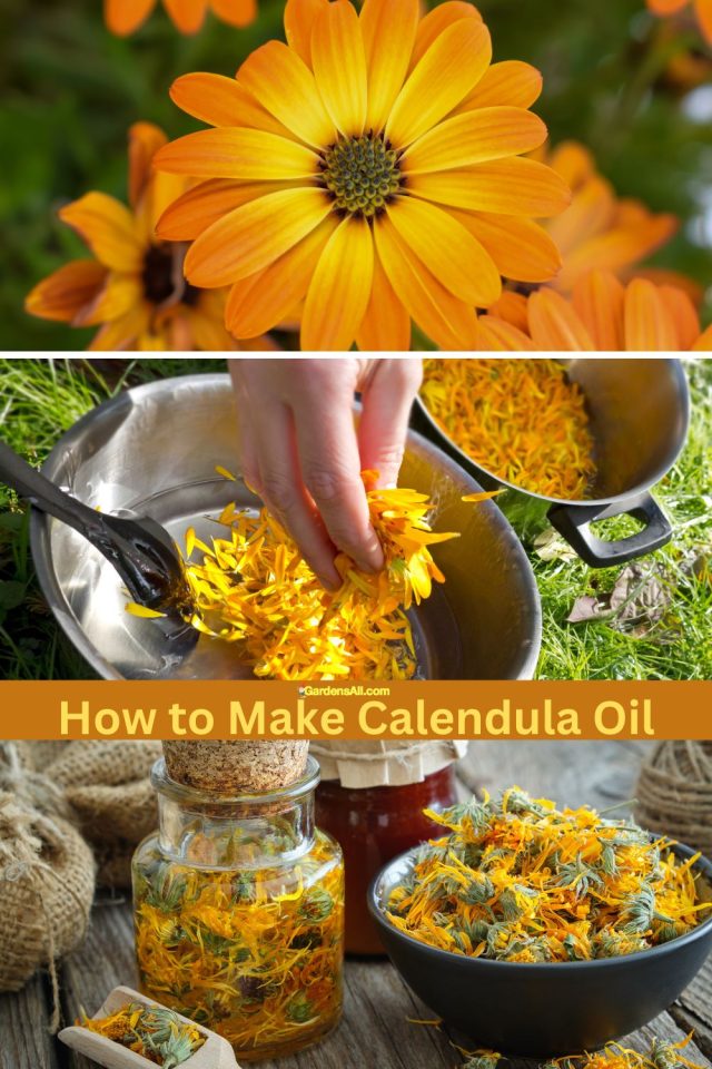 How to Make Calendula Oil Using Fresh or Dried Calendula GardensAll