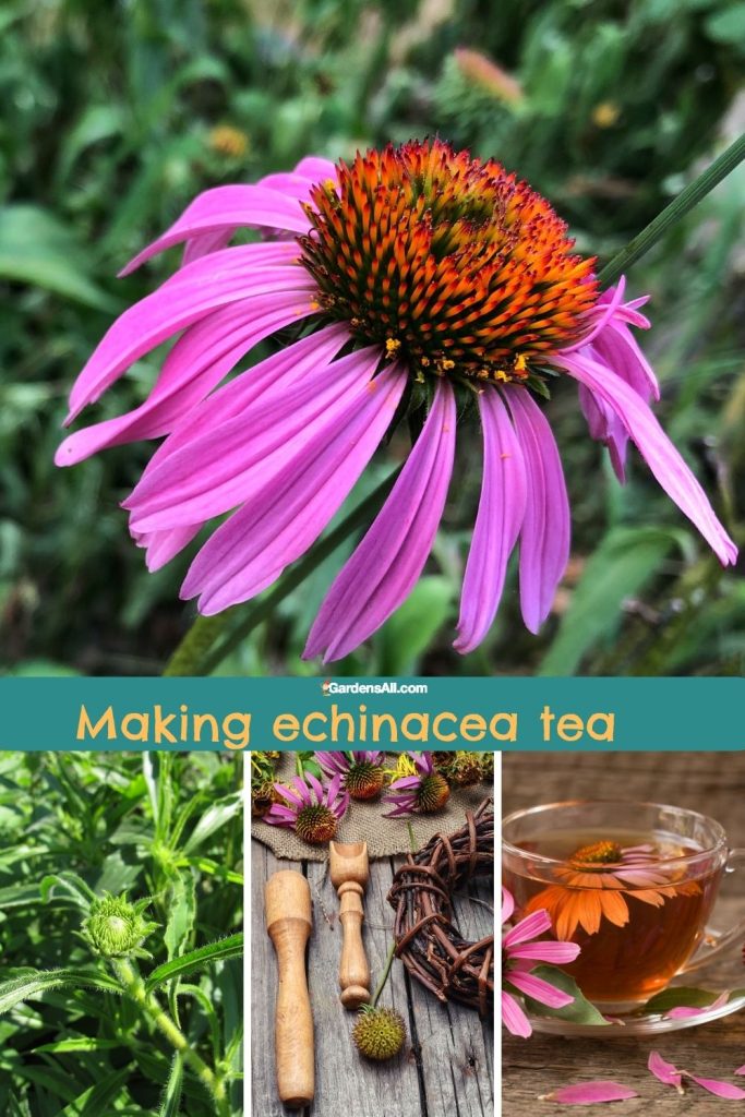 How to Make Echinacea Tea GardensAll