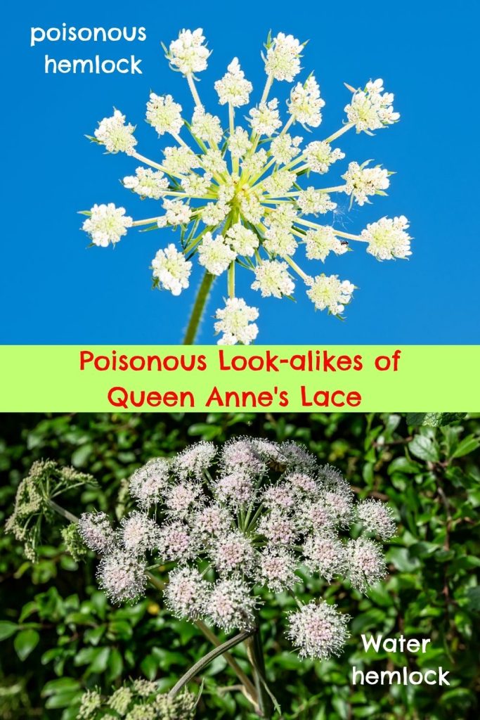 Queen Anne's Lace Uses and Benefits to get to Know GardensAll