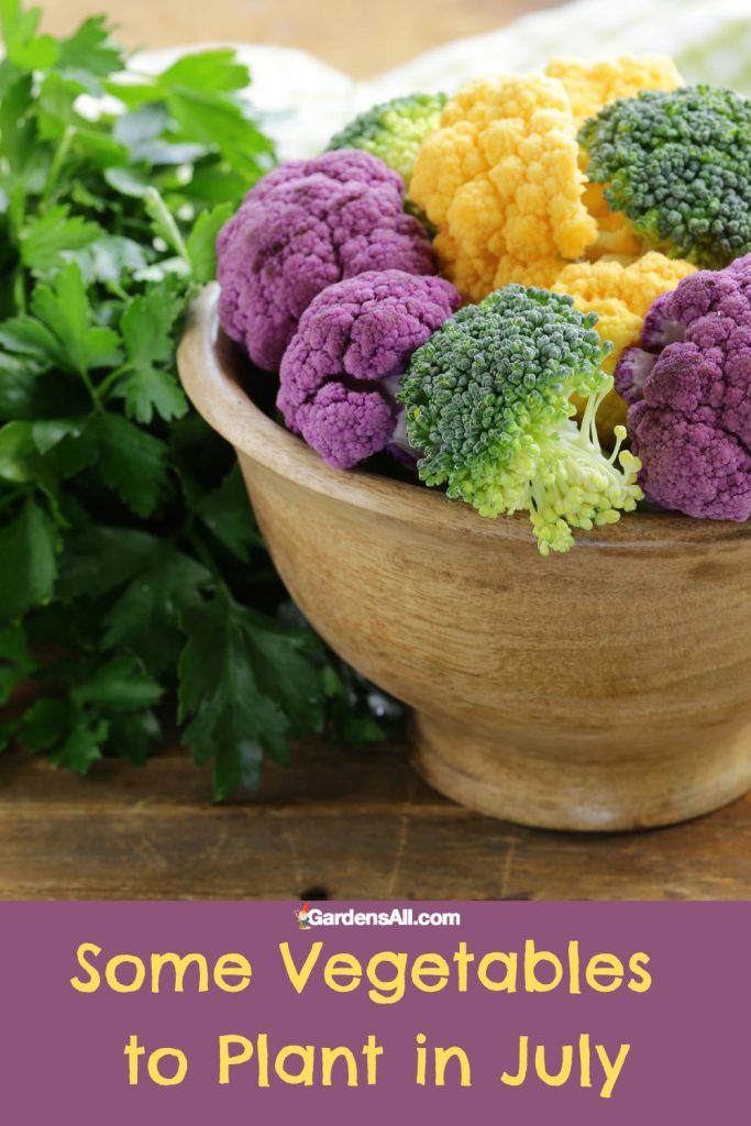Some Vegetables to Plant in July