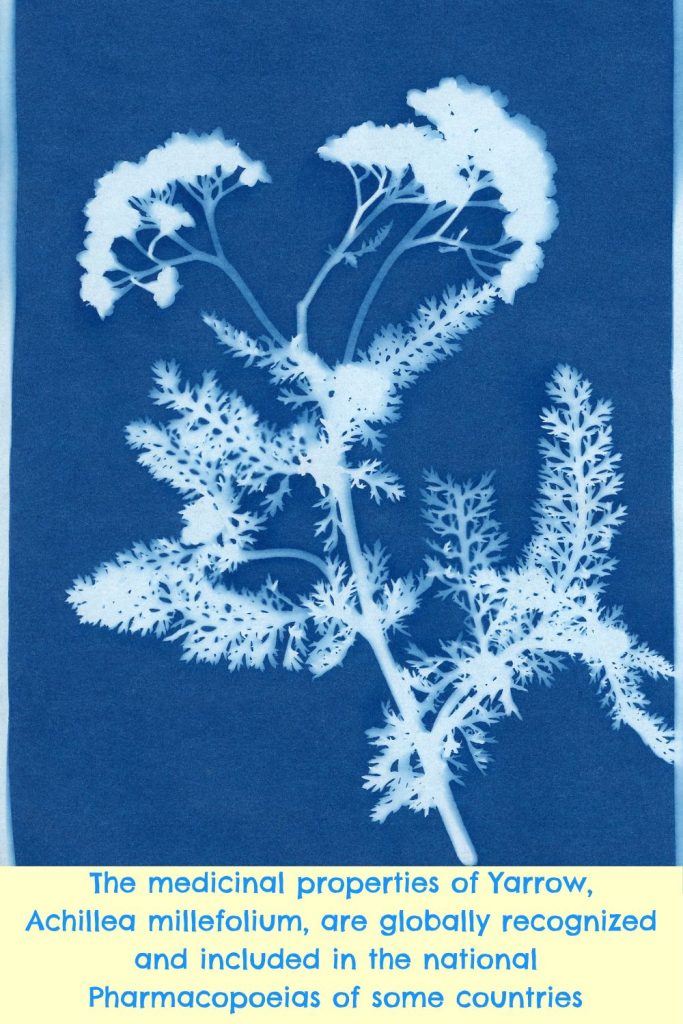 The medicinal properties of Achillea millefolium are worldwide recognized and the plant is included in the national Pharmacopoeias of countries such as Germany, Czech Republic, France and Switzerland.