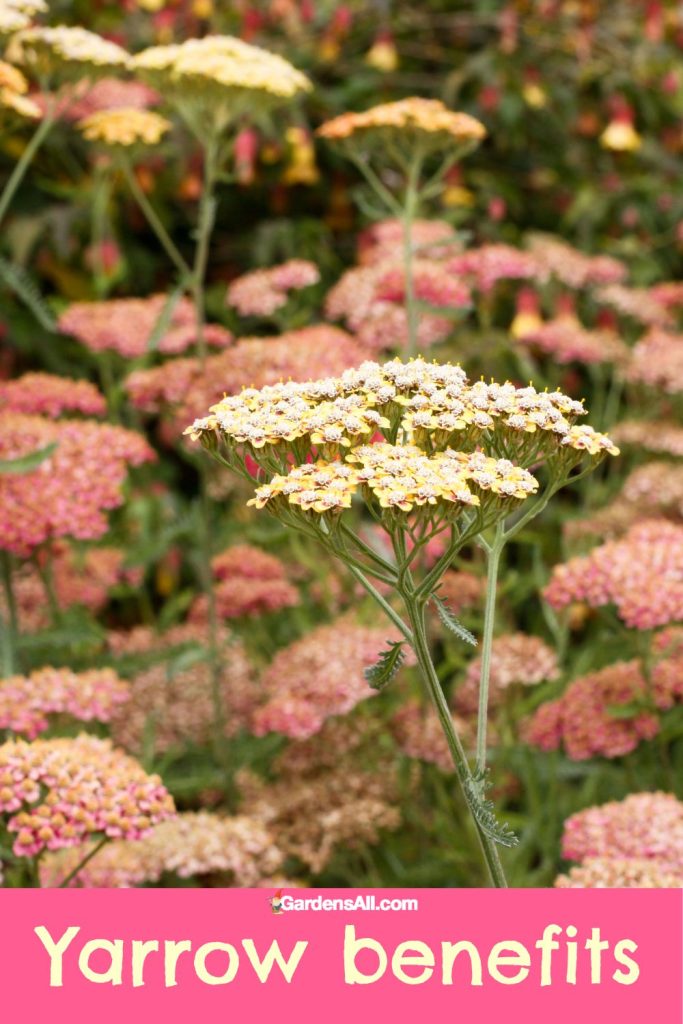 There are many wonderful and powerful yarrow benefits.
