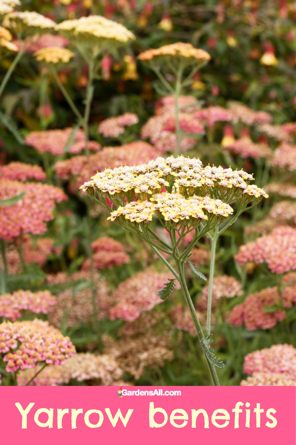 Yarrow Benefits and Uses Proven and Traditional Ethnobotanical