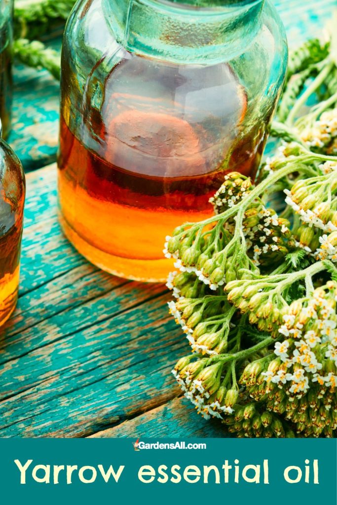 Yarrow Essential Oil is a healing extract to have on hand.