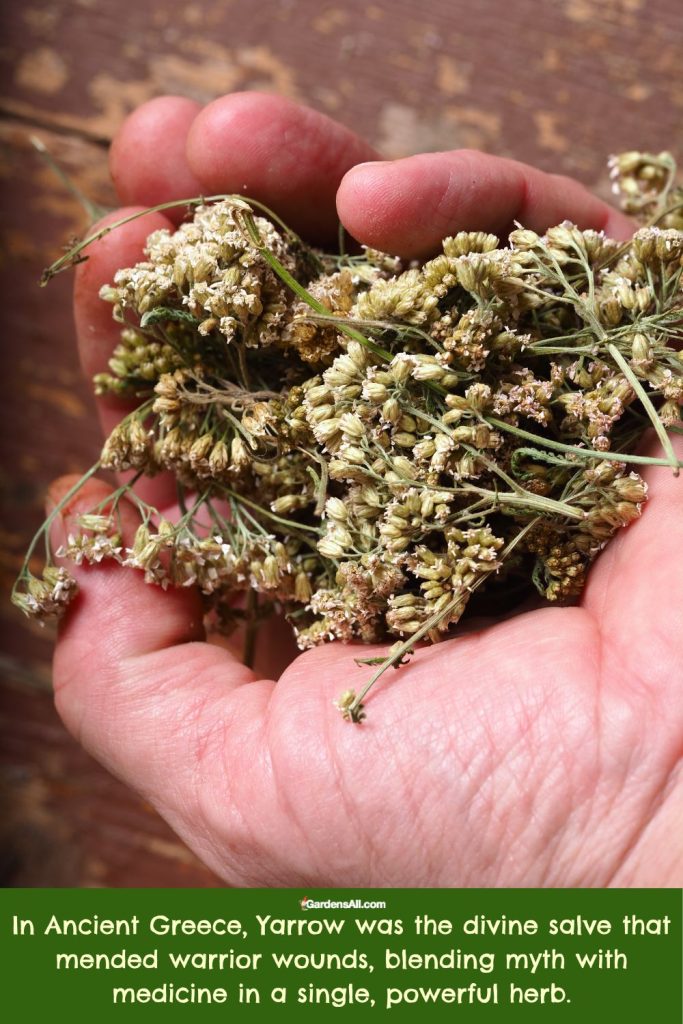 In Ancient Greece, Yarrow was the divine salve that mended warrior wounds, blending myth with medicine in a single, powerful herb.