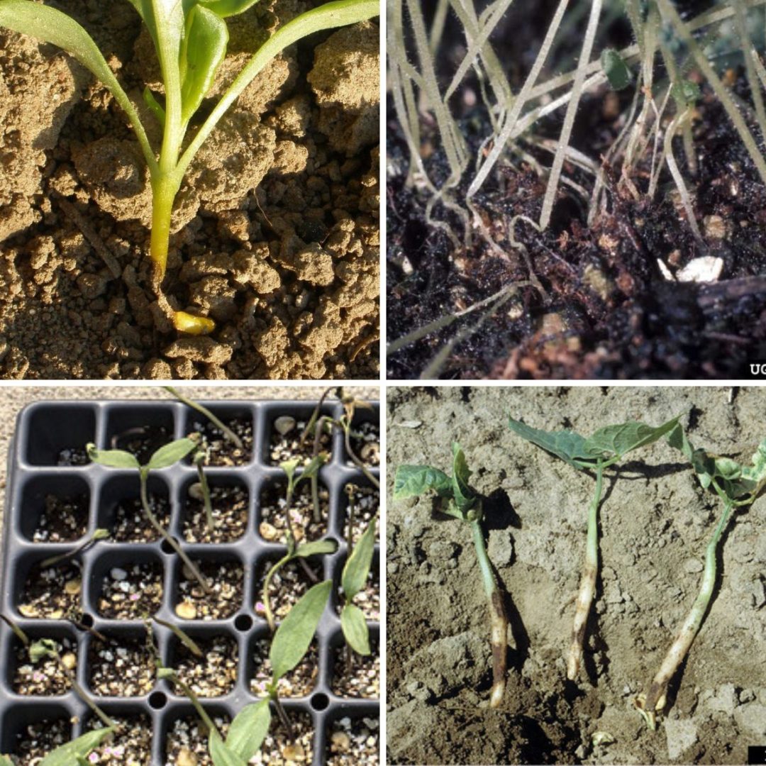 Damping Off Disease in Plants, What it is and How to Prevent it