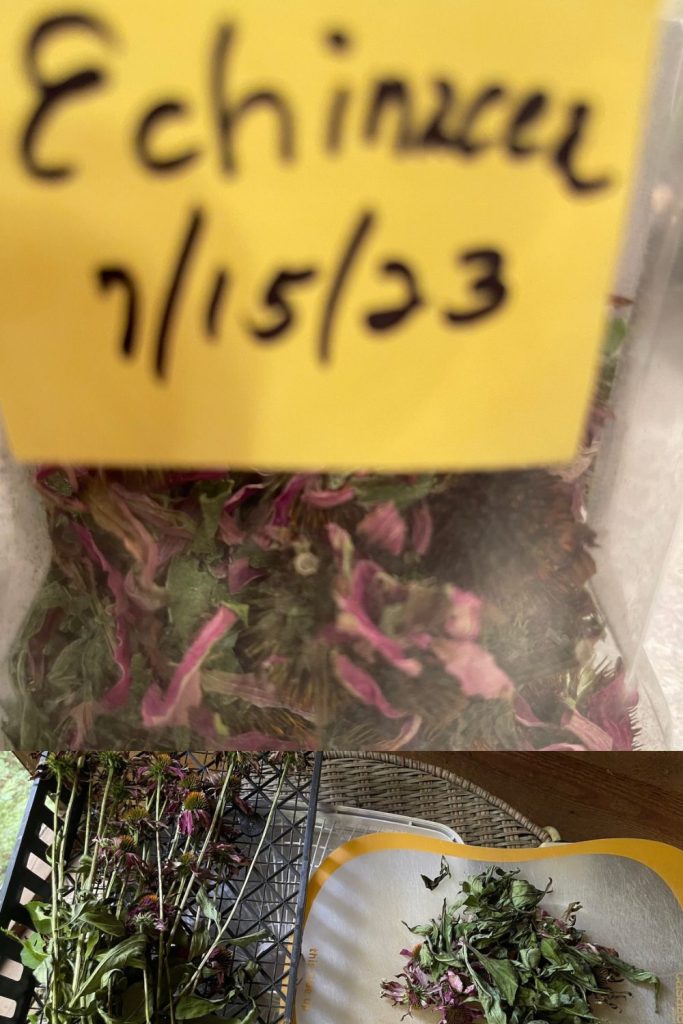 Dry, label, & store echinacea flowers, leaves & roots.