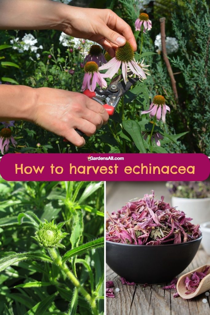 Harvesting echinacea flowers and leaves.