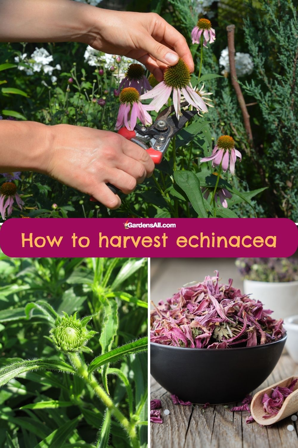 When And How To Harvest Echinacea Flowers Leaves Roots GardensAll when-and-how-to-harvest-echinacea-flowers-leaves-roots-gardensall