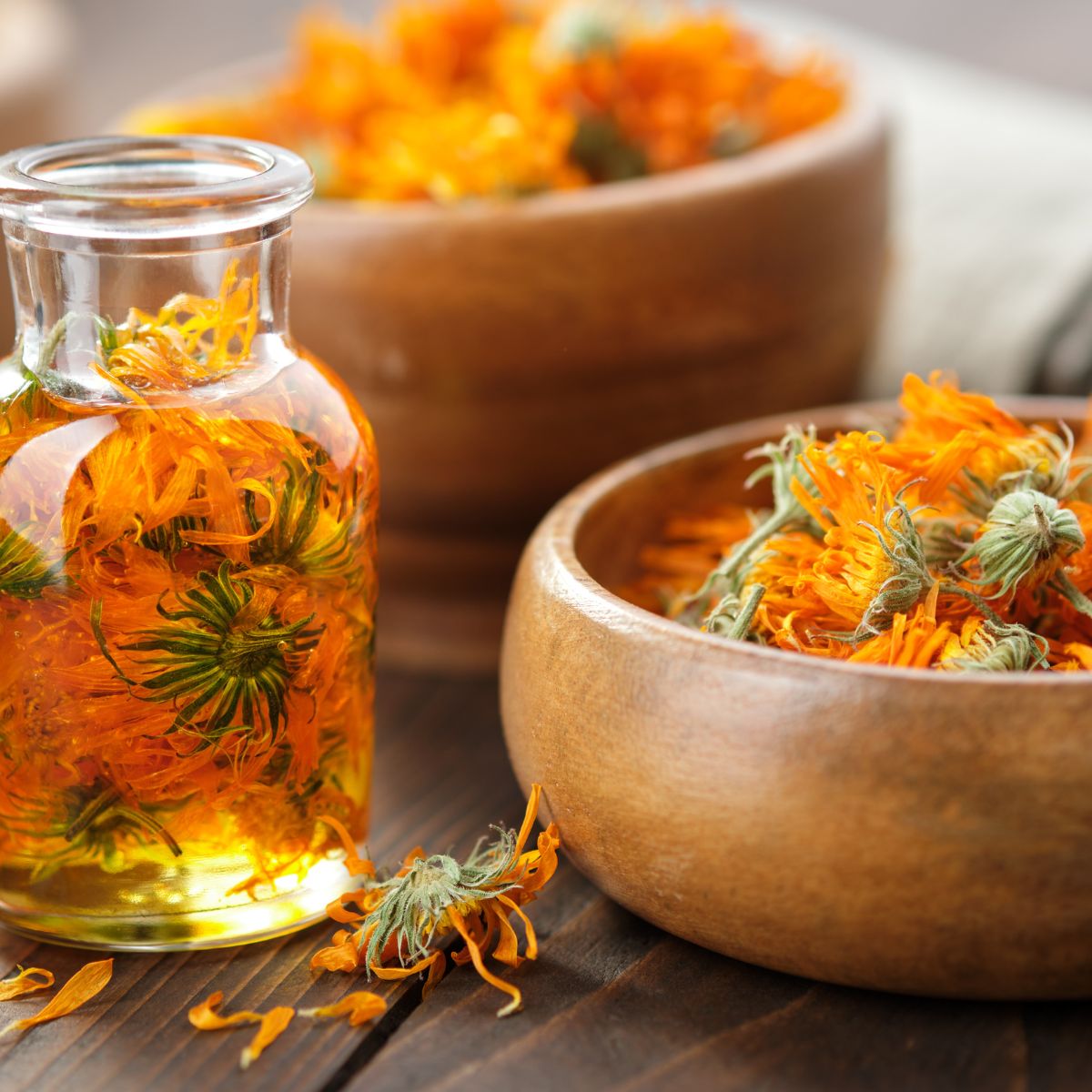 How to Make Calendula Oil Using Fresh or Dried Calendula GardensAll
