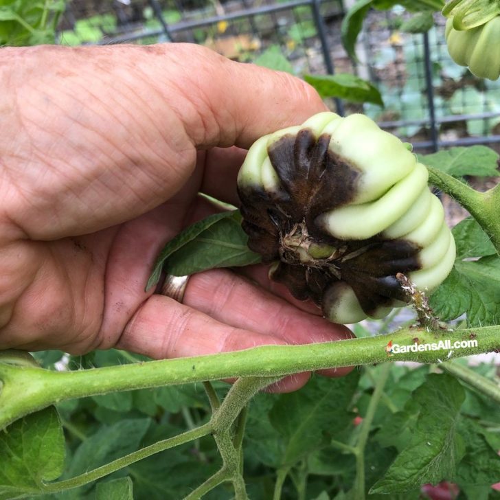 tomato blossom end rot on tomato green tomato