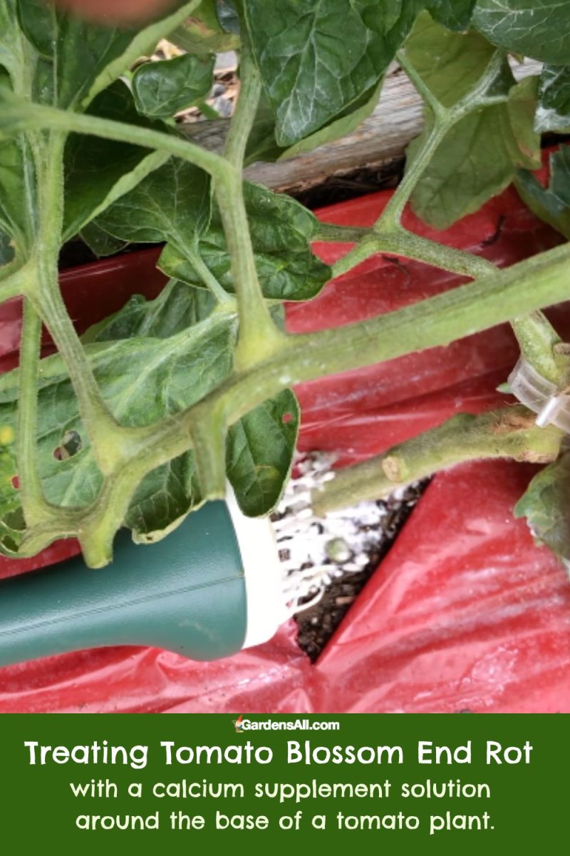 How To End Tomato Blossom End Rot Don't Panic! GardensAll