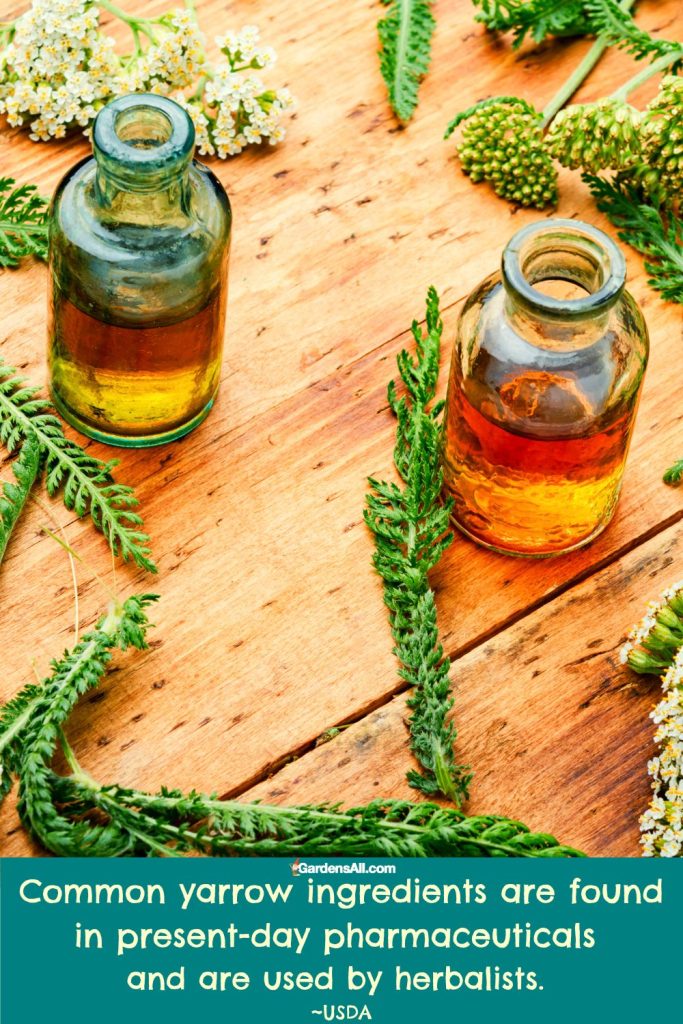 Common yarrow ingredients are found in present-day pharmaceuticals and are used by herbalists.