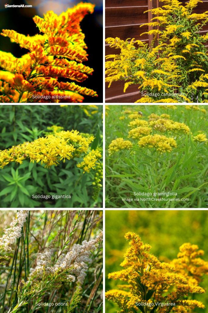 Any goldenrod species can be used medicinally. ~Chestnut School of Medicine