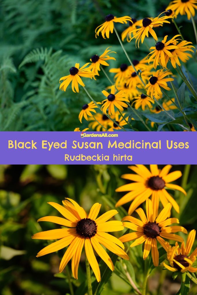 Black Eyed Susan Medicinal Uses Rudbeckia hirta