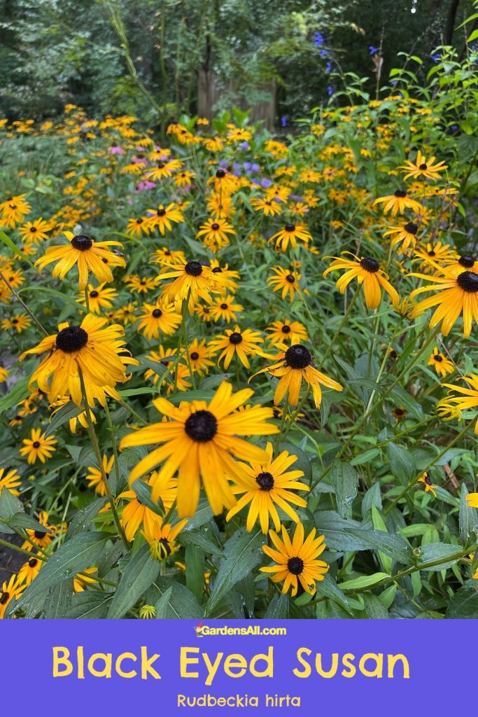 Black Eyed Susan (Rudbeckia hirta) in landscape