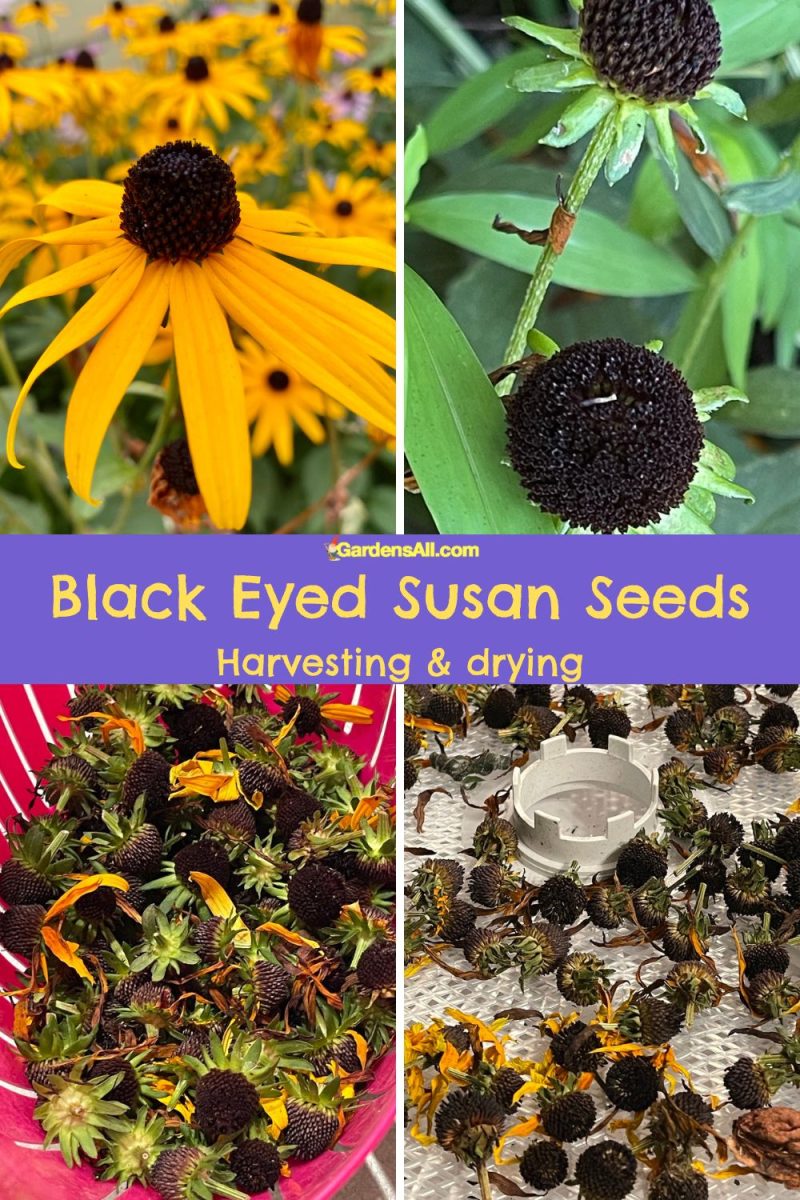 Black Eyed Susan Seed Harvesting, Germination & Planting GardensAll