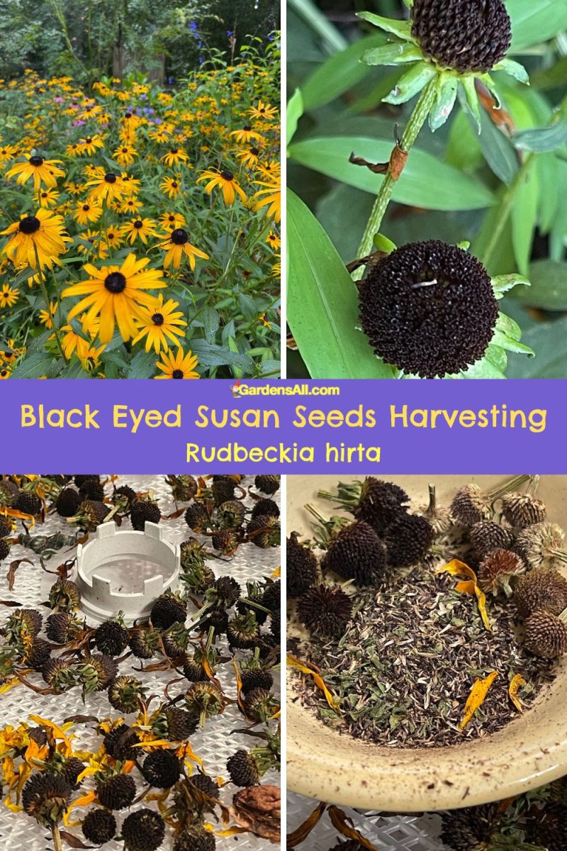 Black Eyed Susan Seed Harvesting, Germination & Planting GardensAll