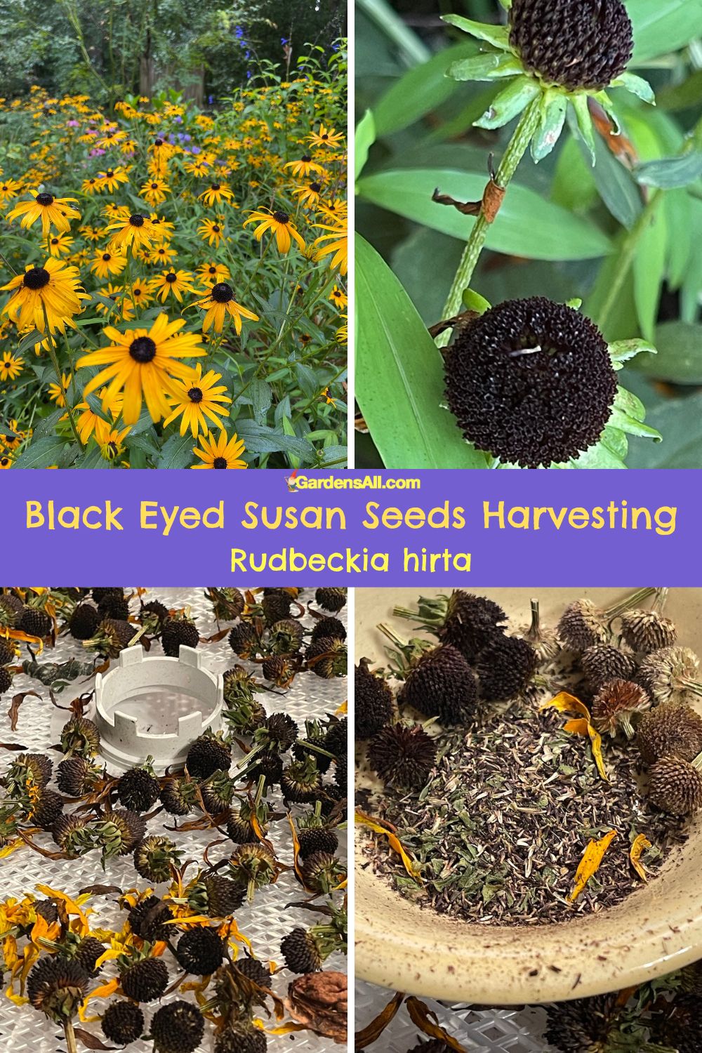 Black Eyed Susan Seed Harvesting, Germination & Planting GardensAll