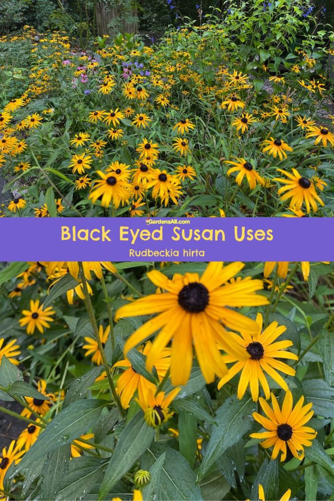 Black Eyed Susan Uses (Rudbeckia hirta).