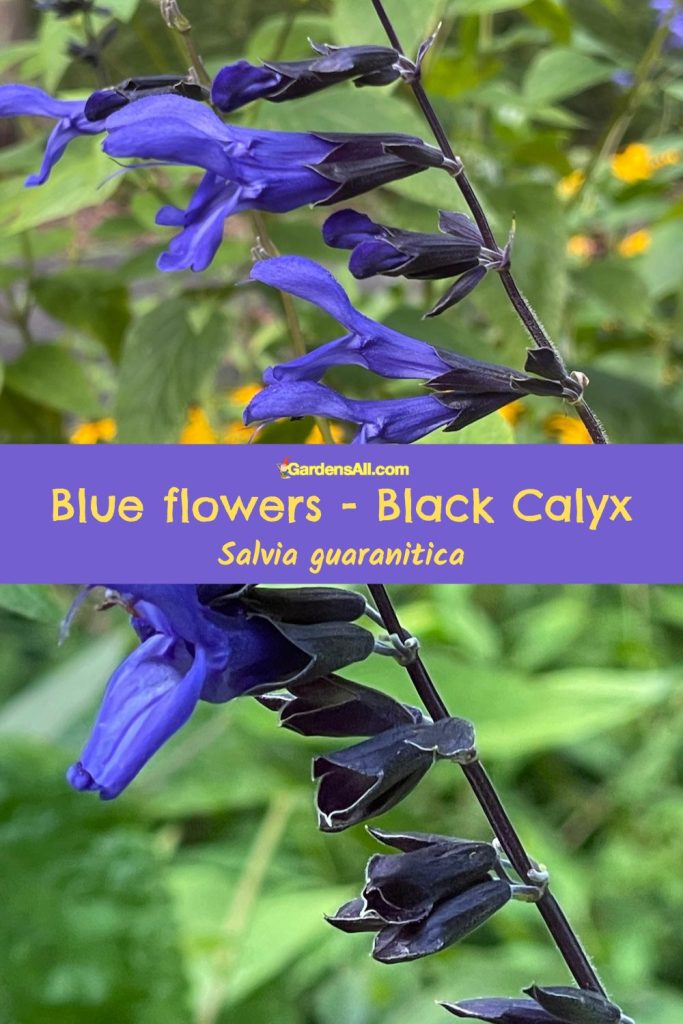 Blue Anise Sage-Salvia guaranitica-black and blue blossoms