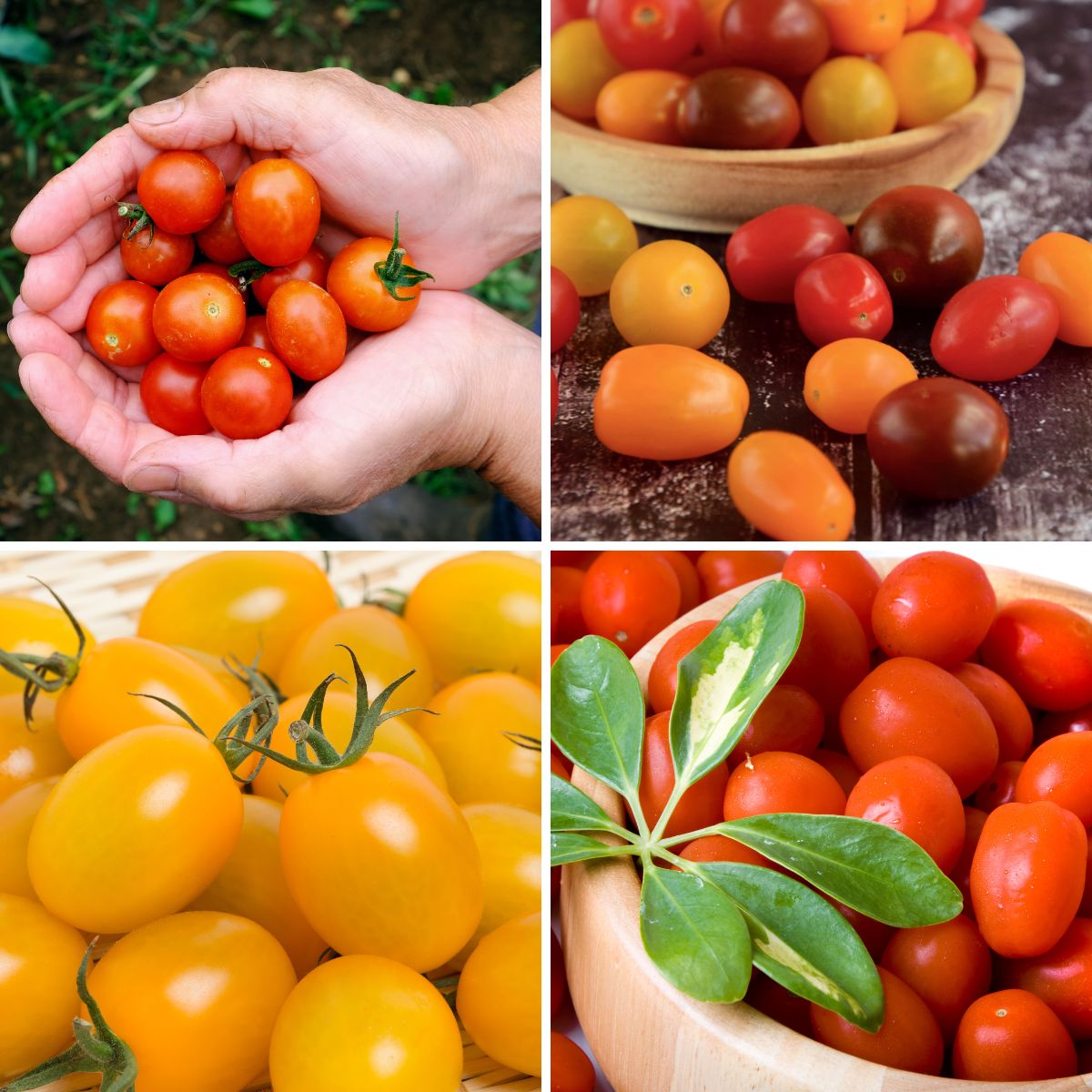 Cherry vs Grape Tomatoes Do You Know the Difference? GardensAll
