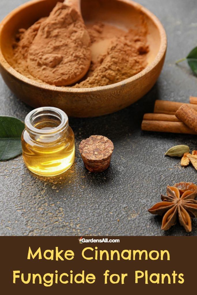 Cinnamon Powder & Essential Oil for Making Homemade Fungicide