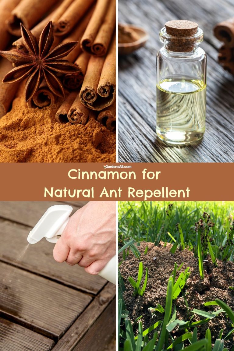 How to Use Cinnamon for Ants and More GardensAll