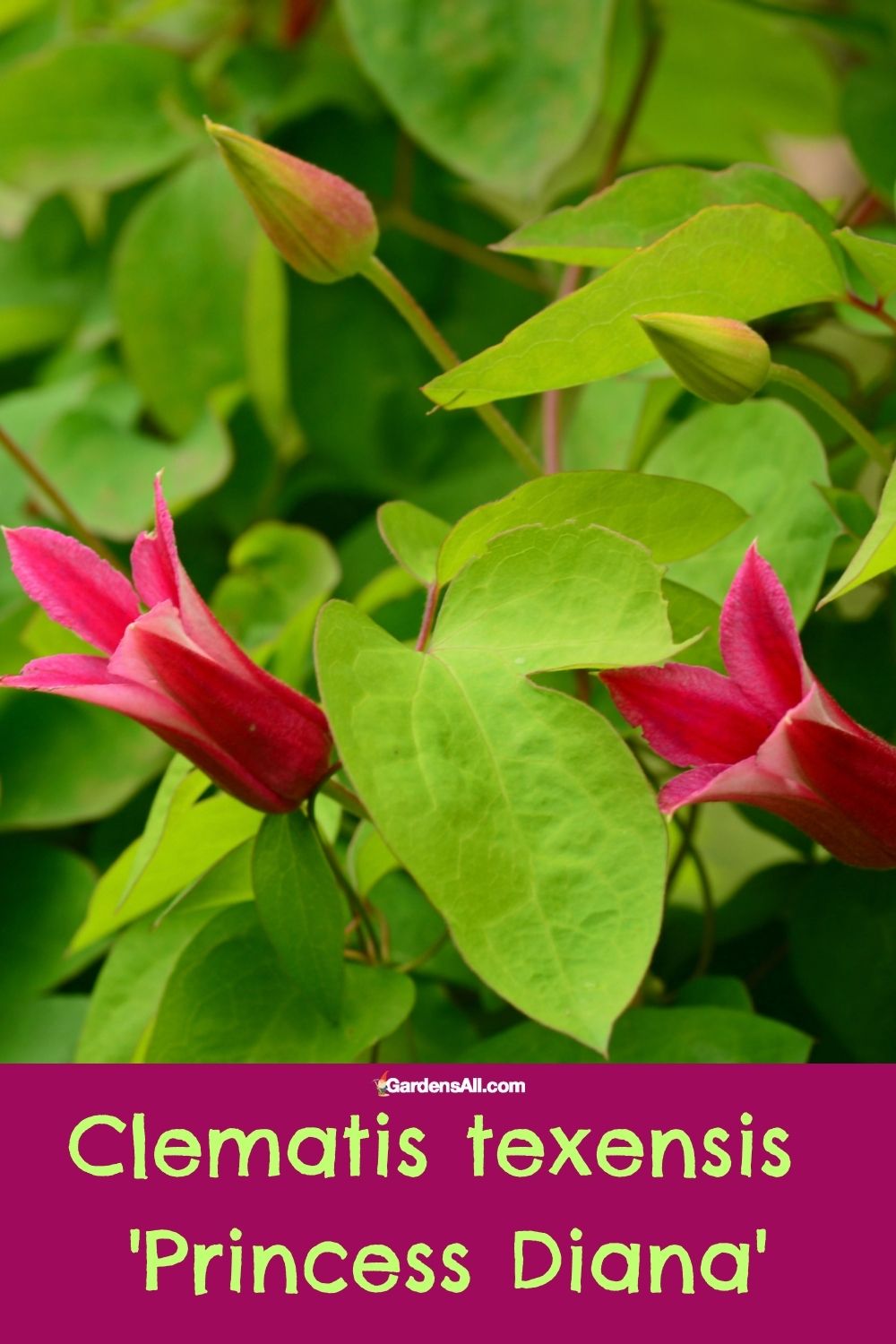 Clematis 'Princess Diana' Growth, Care, Pruning & a Brief History