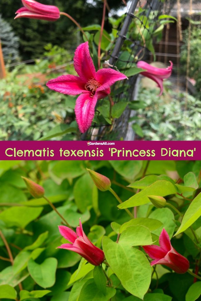 Clematis 'Princess Diana' flowering vine, verdant leaves and unique 4-petaled flowers.