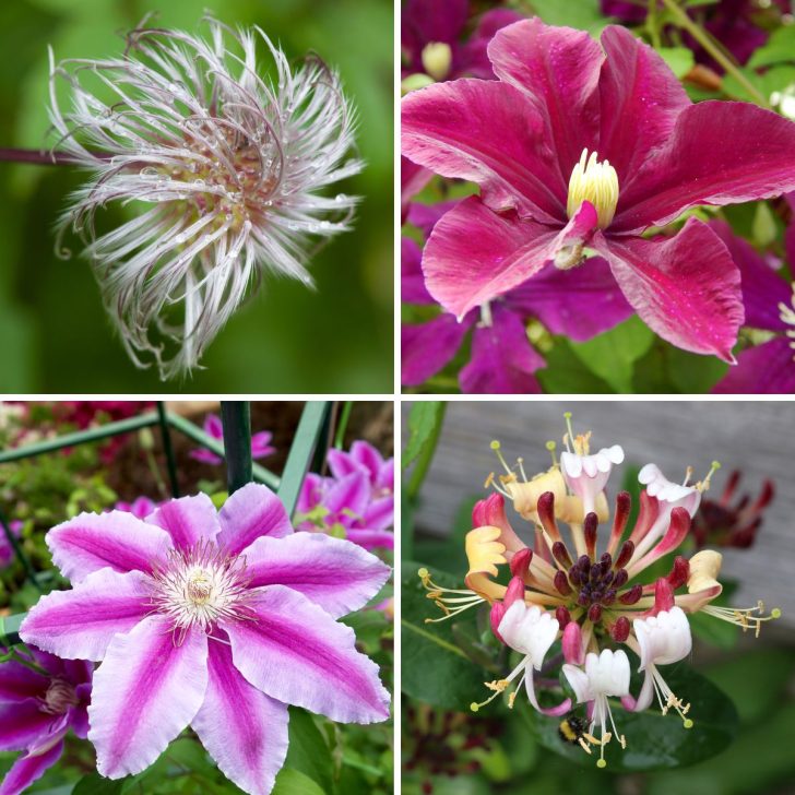 Clematis Pruning Groups-4grid