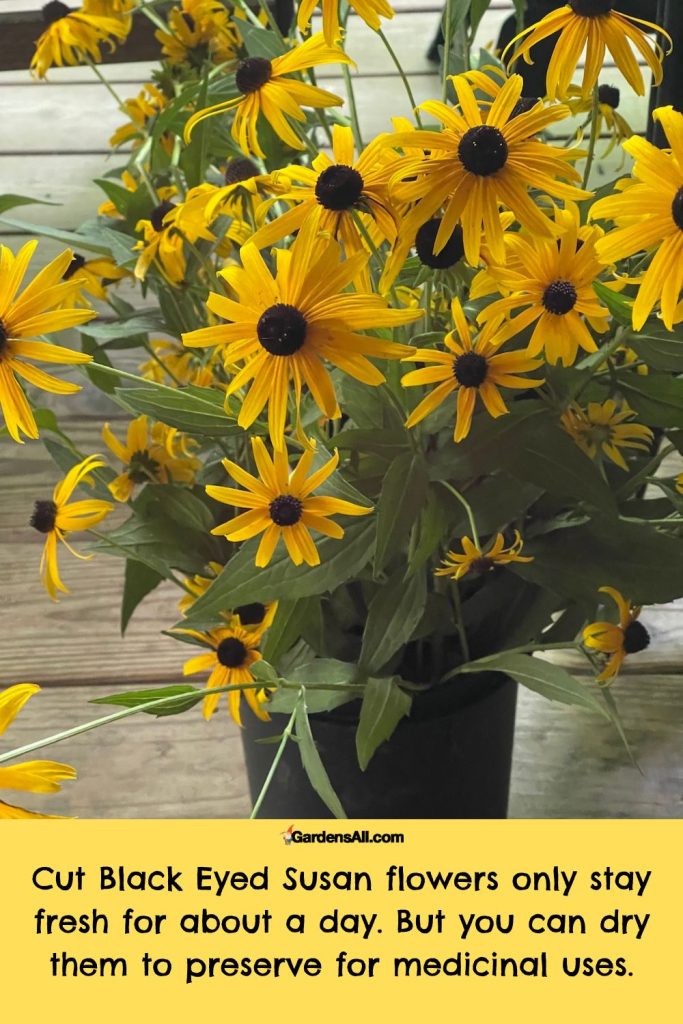 Cut Black Eyed Susan flowers-Rudbeckia hirta