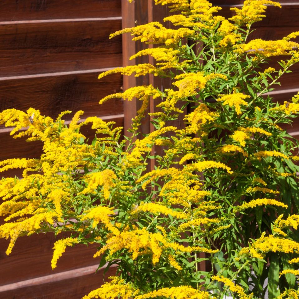 Proven Goldenrod Benefits and Traditional Medicinal Uses to Know