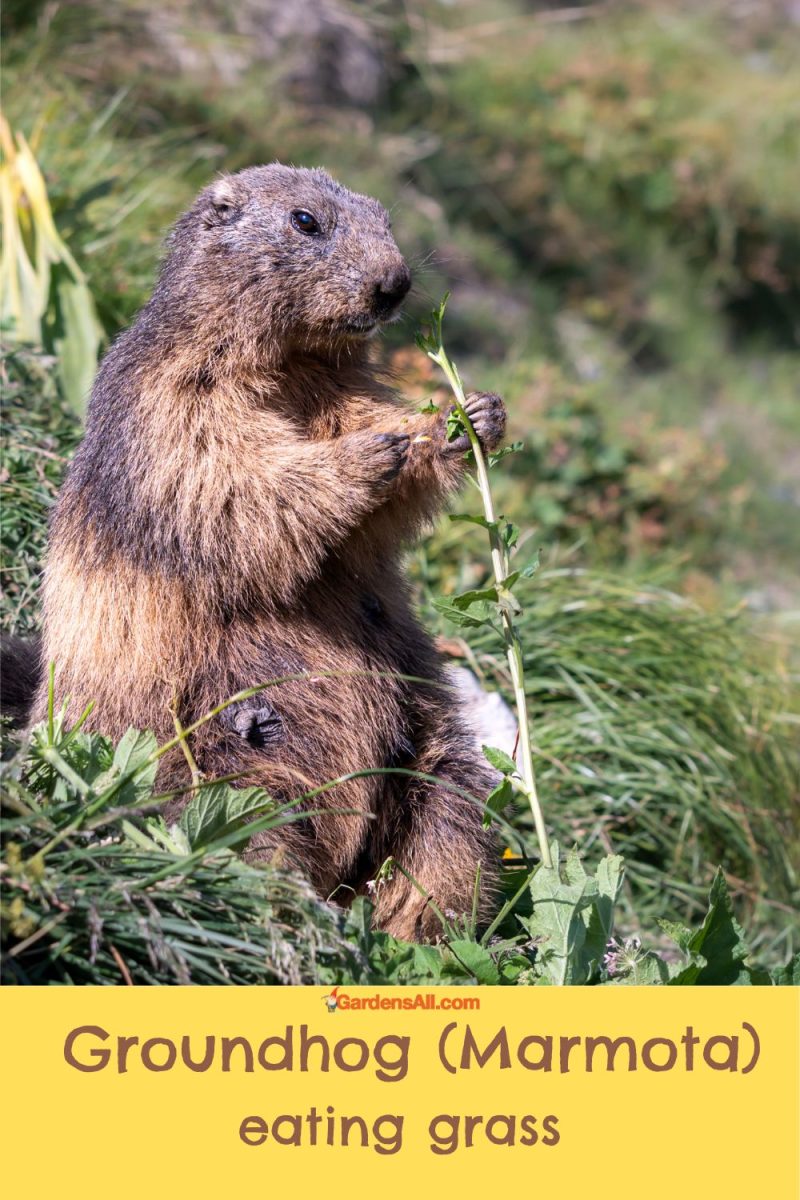 What Do Groundhogs Eat? Almost Everything in the Garden! GardensAll