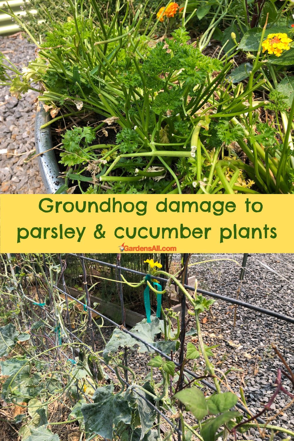 What Do Groundhogs Eat? Almost Everything in the Garden! GardensAll