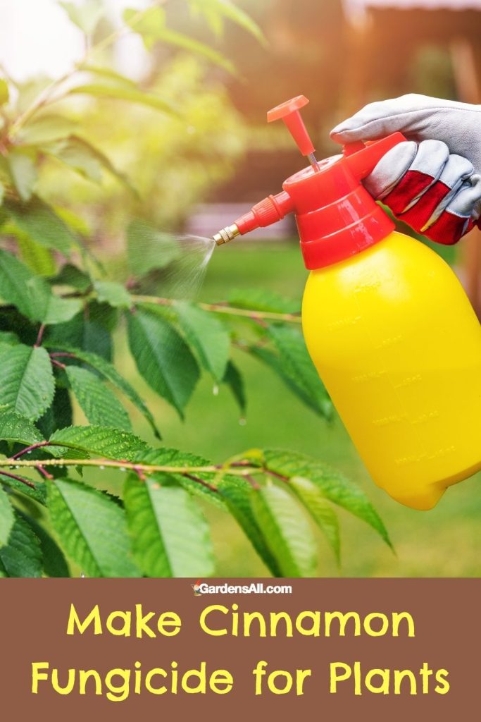 Make cinnamon fungicide for plants.