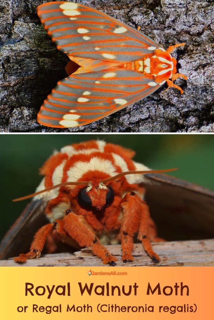 Royal Walnut Moth, AKA Regal Moth (Citheronia regalis)
