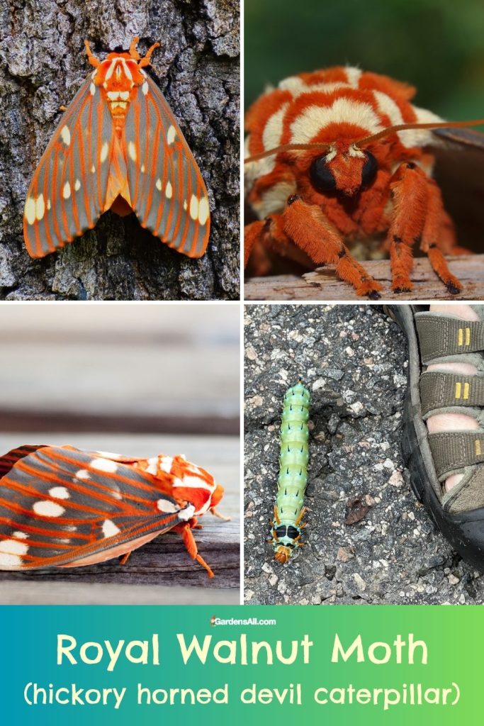 Royal Walnut Moth-hickory horned devil caterpillar (Citheronia regalis)