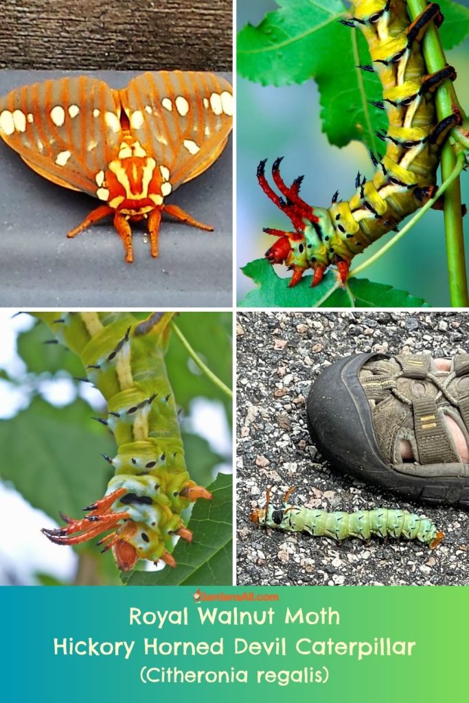 Royal Walnut Moth; Hickory Horned Devil Caterpillar (Citheronia regalis)