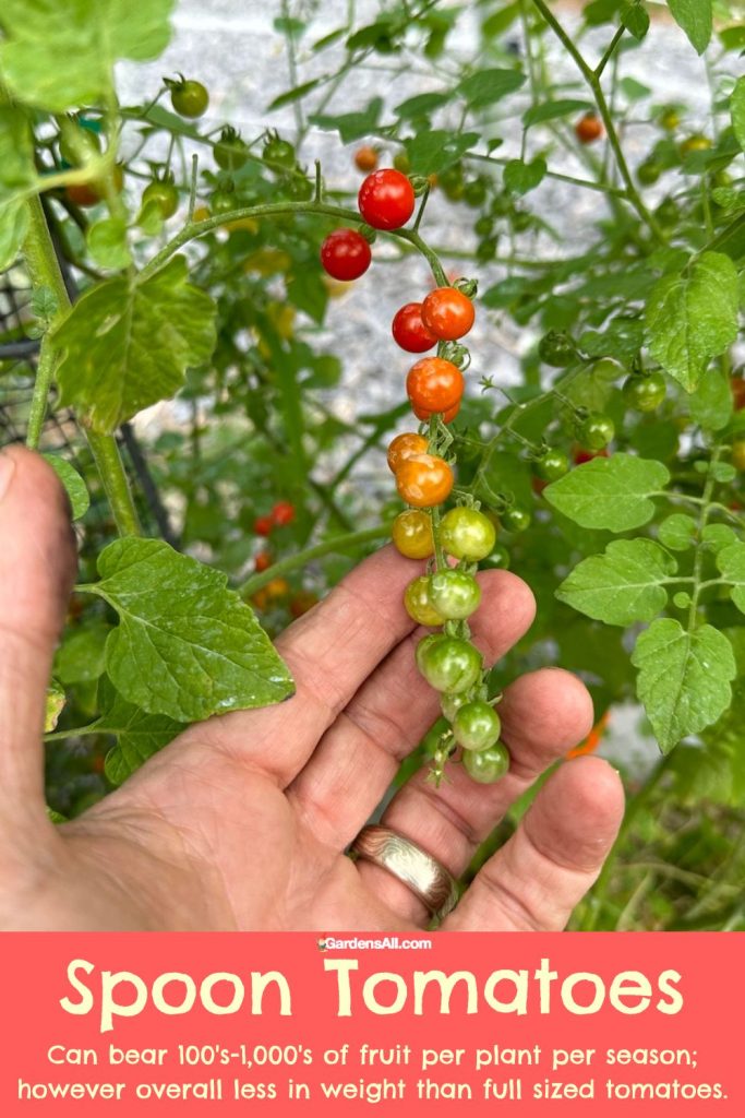 Spoon tomatoes hand 100s-1000s fruit