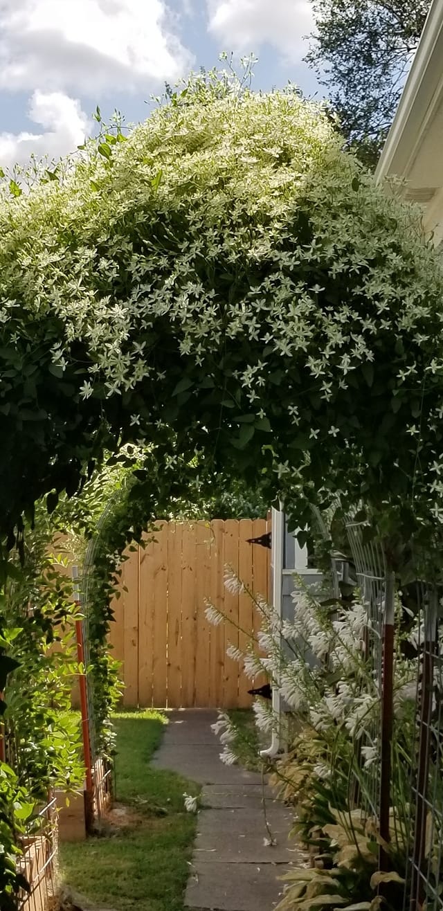 Clematis Pruning Groups Which One Does Your Plant Belong To? GardensAll