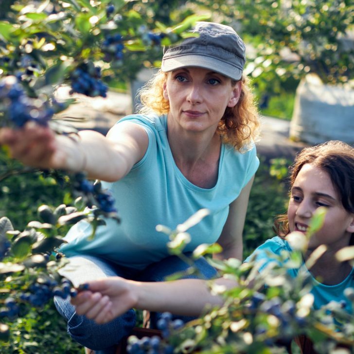 you-pick-farming-blueberry-upick