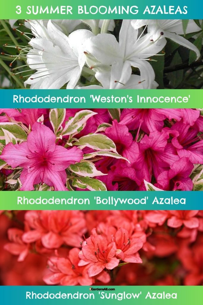 3 SUMMER BLOOMING AZALEAS