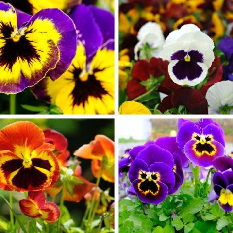When to Plant Pansies from Seeds & Seedlings by Zones