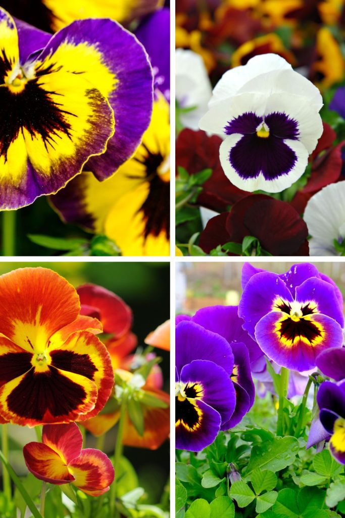 Pansies are beautiful cool weather flowers for vivid landscape color.