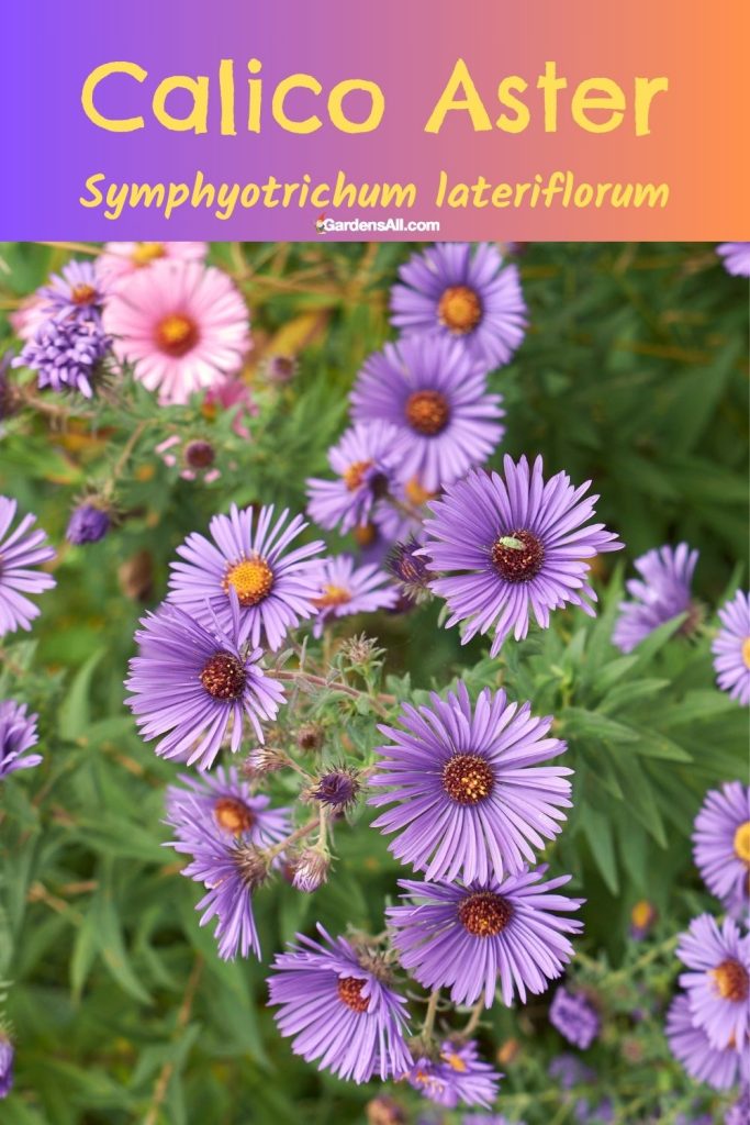 Calico Aster Symphyotrichum lateriflorum
